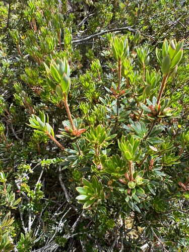 Cyathodes straminea, photograph 3