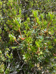 Cyathodes straminea, photograph (c) Caleb Catto, some rights reserved (CC BY)