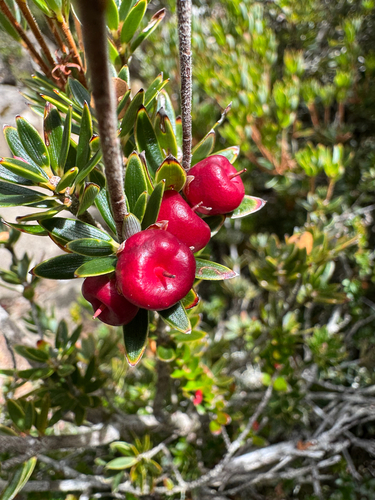 Cyathodes straminea, photograph 2