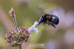 Habropoda tristissima