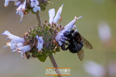 Habropoda tristissima