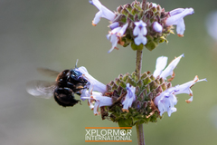 Habropoda tristissima