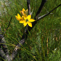 Ixia dubia