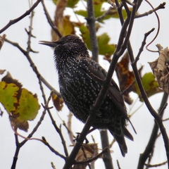 Sturnus vulgaris faroensis