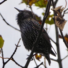 Sturnus vulgaris faroensis
