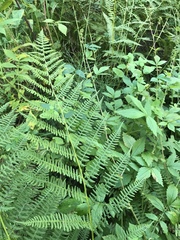 Athyrium filix-femina