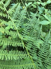 Athyrium filix-femina