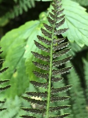 Athyrium filix-femina