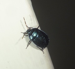 Canthophorus melanopterus