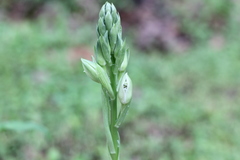 Chloraea membranacea