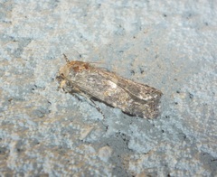 Prodeniini
