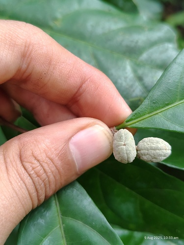 Dichapetalum gelonioides (Dichapetalum gelonioides)