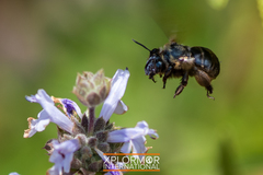 Habropoda tristissima