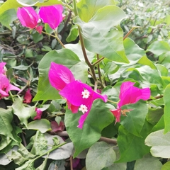 Bougainvillea