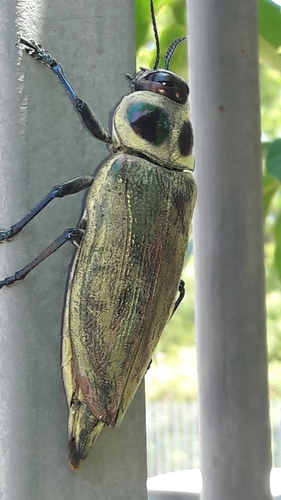 Ceiba Borer