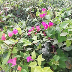 Bougainvillea