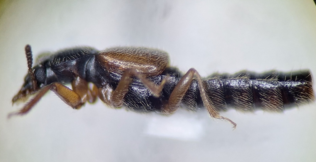 Bledius suturalis