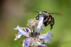 Habropoda tristissima