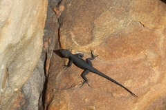 Hemicordylus capensis