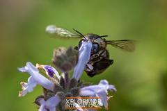 Habropoda tristissima