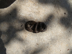 Leptodeira splendida