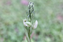 Chloraea membranacea
