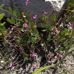 Indigofera ovata