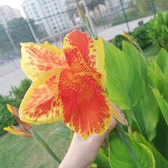 Canna × generalis