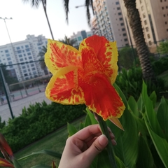 Canna × generalis