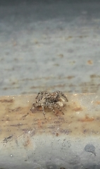 Sumampattus quinqueradiatus