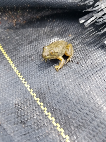 American Bullfrog photographed in Michigan