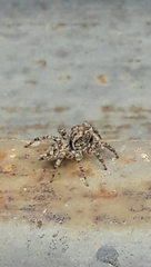 Sumampattus quinqueradiatus