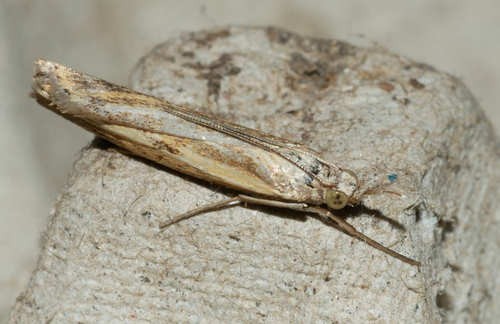 Barred Grass-veneer, Bennekom, Nederland, photo 6 of 10