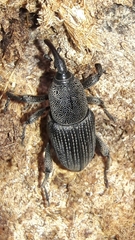 Cosmopolites sordidus