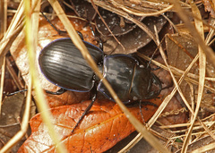 Pasimachus sublaevis