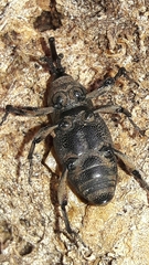 Cosmopolites sordidus