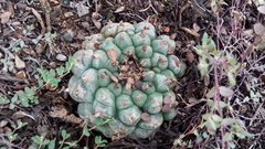 Lophophora williamsii