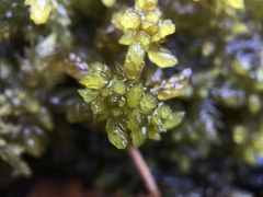 Sphagnum subsecundum