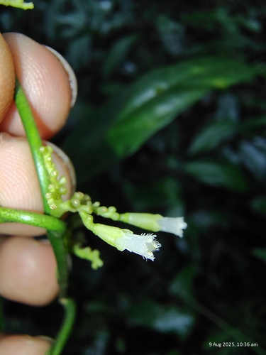 Gomphandra tetrandra observed 2025-08-09
