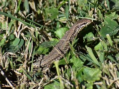 Podarcis muralis maculiventris