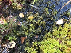 Sphagnum subsecundum