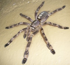 Poecilotheria subfusca