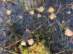 Sphagnum subsecundum