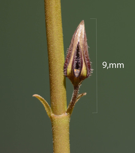 Ceropegia malwanensis