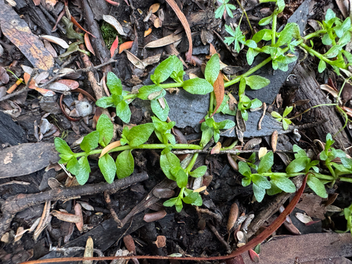 matted brooklime (Gratiola nana)