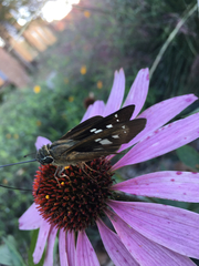 Calpodes ethlius