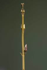 Ceropegia malwanensis