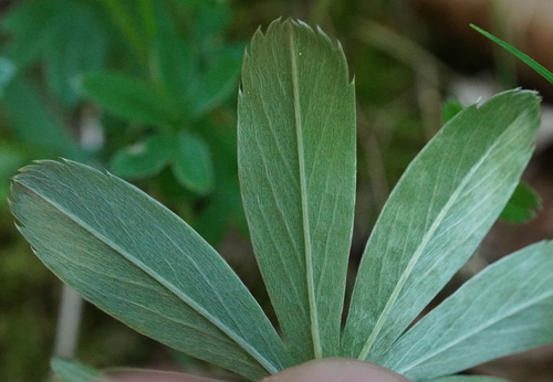 Alchemilla hoppeana, photograph 5