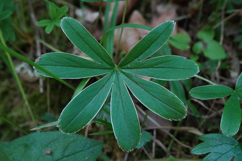 Alchemilla hoppeana, photograph 4