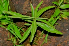 Ceropegia malwanensis